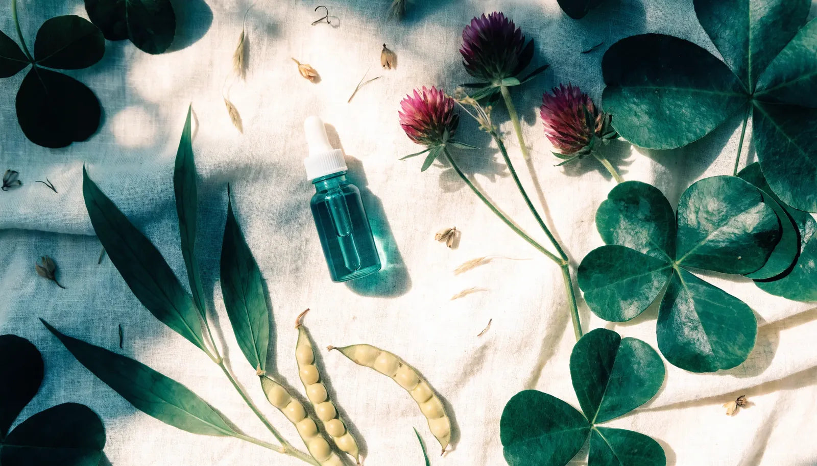 Phytoestrogènes et isoflavones pour la ménopause — sources naturelles soja et trèfle rouge | Nutremys